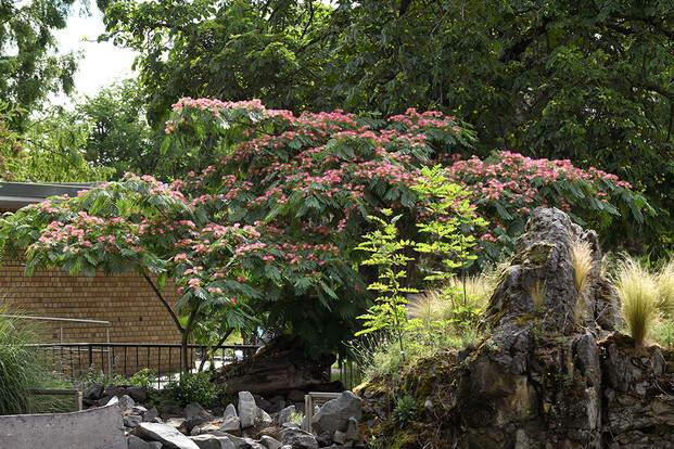 Blick auf einen blühenden Baum mit pinken Blüten und grünen Blättern in einer Gartenlandschaft.