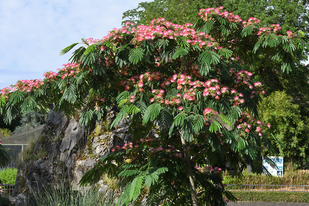 Blühender Baum mit pinken, flauschigen Blüten und grünem, feinem Laub.