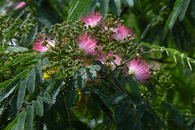 Nahaufnahme pinker, flauschiger Blüten und grünem, feinem Laub.