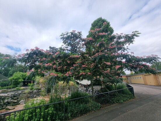 Blühender Baum mit rosa Blüten hinter einem Zaun, im Vordergrund ein Weg.