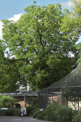 Baum mit dichten, grünen Blättern und Volieren im Vordergrund.