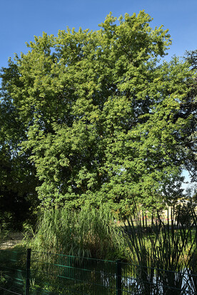 Großer, grüner Baum vor Blauem Himmel, umgeben von hohem Gras und einem Teich.