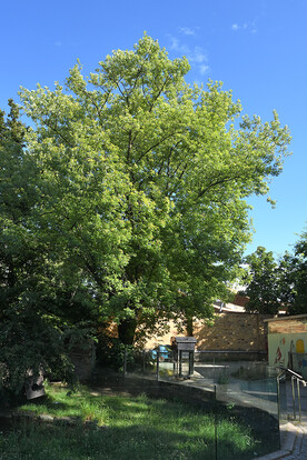Grüner Baum , im Vordergund eine gläsernen Begrenzung vor einer Wiese, im Hintergrund ein gelbes Gebäudeteil.