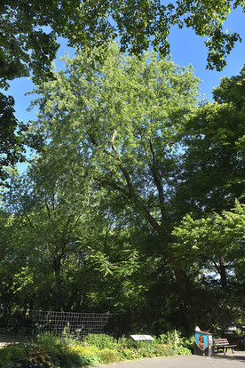 Mehrere große Bäume vor blauem Himmel, im Vordergrund eine Bank und ein Weg und mehrere kleine Heckenstäucher. Baum pilberahorn-Acer saccarinum Hirschziegenantilopen