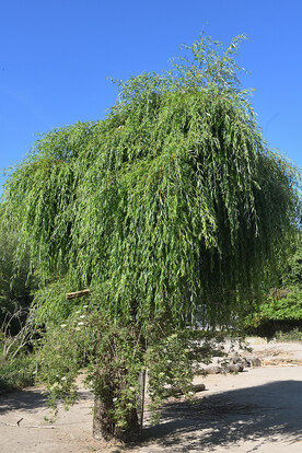 Weidenbaum mit hängenden Ästen und dichtem, grünem Laub vor blauem Himmel.