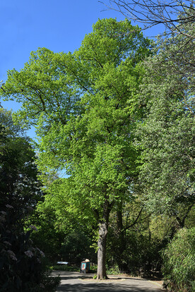 Hoher, grüner Baum mit üppigem Laub vor klarem blauen Himmel in einer Parklandschaft.