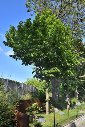 Grüner Baum auf einem Gehege mit gläserner Begrenzung,  und blauer Himmel.