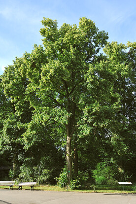 Hoher, grüner Baum mit üppigem Laub vor klarem blauen Himmel in einer Parklandschaft. Im Vordergrund zwei Parkbänke.