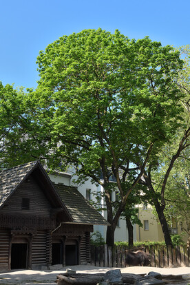 Historisches Holzhaus unter grünem Baum  und klarem blauen Himmel.