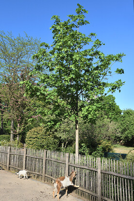 Grüner Baum mit blauen Himmel und zwei Ziegen, die vor einem Holzzaun stehen.