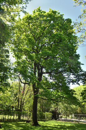 Großer Baum auf einer Wiese in einer grünen Umgebung.
