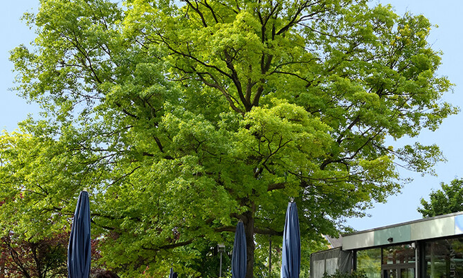 787 Sumpfeiche2-Quercus palustris