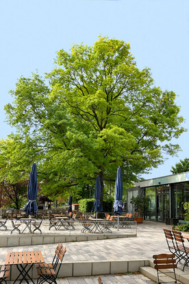 Grüner Baum auf einem Platz mit Stühlen und Sonnenschirmen vor einem modernen Gebäude.