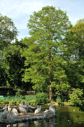 Großer Baum mit grünen Blättern, davor ein Teich mit Pelikanen.