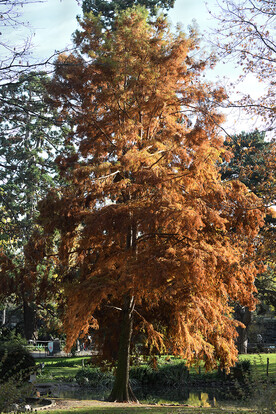 Herbstlicher Baum mit leuchtend orangefarbenem Laub in einem Park.