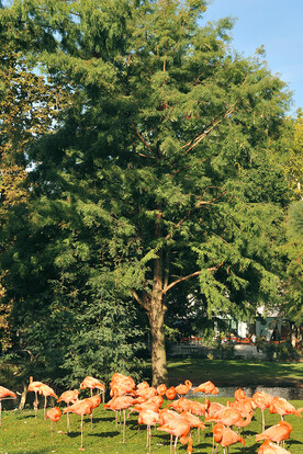 Großer Baum mit grünen Blättern, davor eine Gruppe Flamingos in einem sonnigen Park.