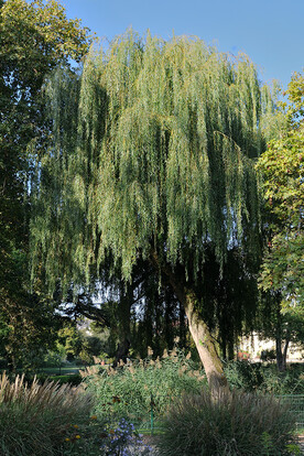 Trauerweide mit hängenden, langen Ästen im Grünen, umgeben von bunten Pflanzen im Park.