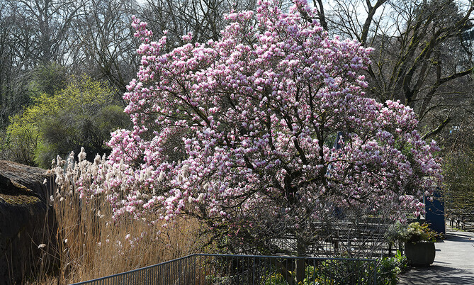423 Tulpen-Magnolie1-Magnolia soulangeana