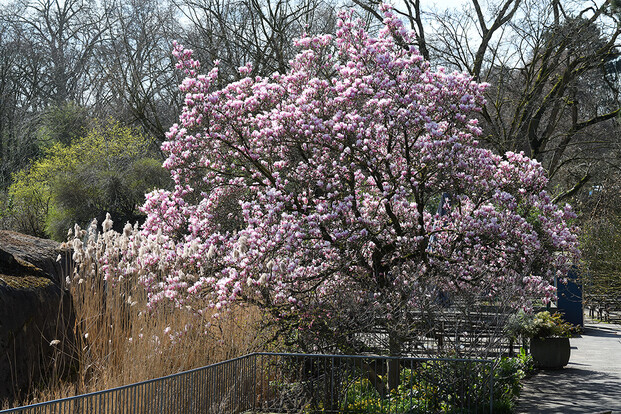 Blühender Magnolienbaum mit pinken Blüten im Freien, umgeben von Gras und Bäumen.
