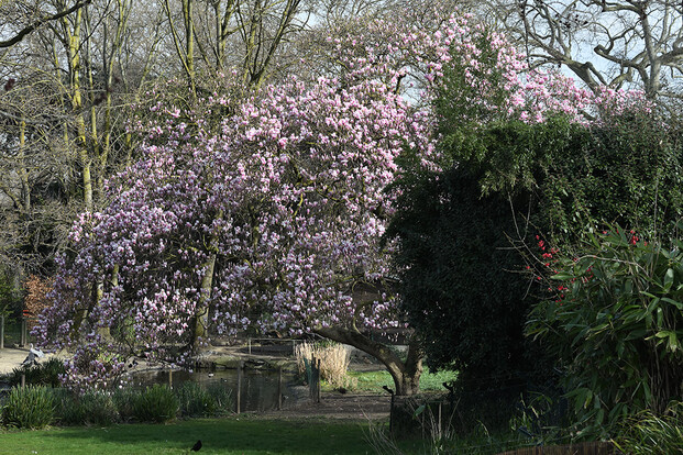 Blühender Magnolienbaum mit pinken Blüten, teilweise verdeckt von einem dunklen Nadelbaum.