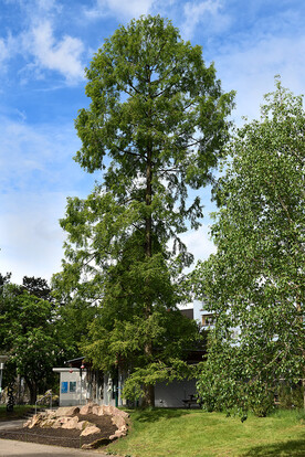 Hoher Baum mit grünem Laub an einer Wiese und großen Steinen, vor blauem Himmel und Wolken.
