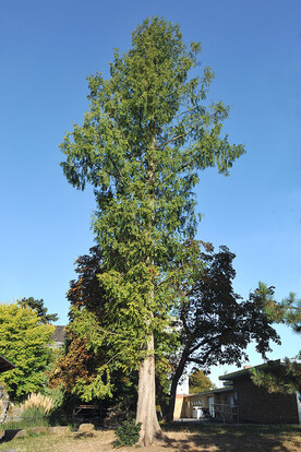 Hoher Baum in der Landschaft mit grünem Laub vor blauem Himmel.
