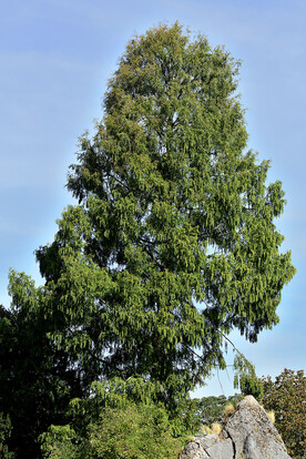 Hoher Baum mit grünem Laub vor blauen Himmel, im Vordergrund große Felsen.