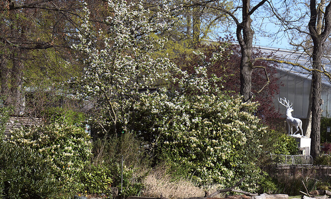 Blick auf blühenden Baum im Garten mit weißen Blüten und einer weißen Hirschstatue im Hintergrund.