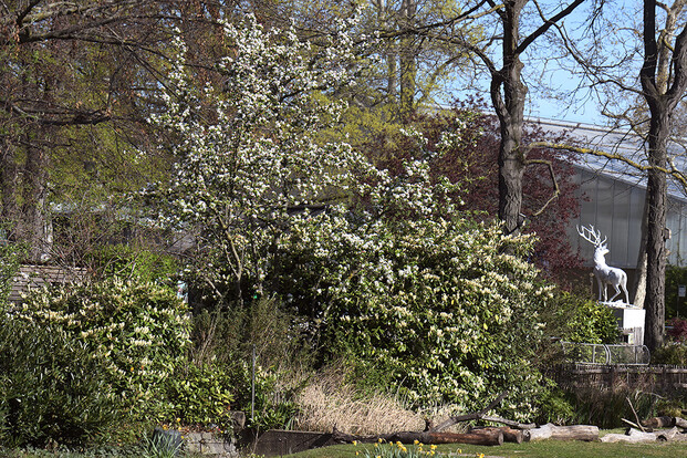Blick auf blühenden Baum im Garten mit weißen Blüten und einer weißen Hirschstatue im Hintergrund.