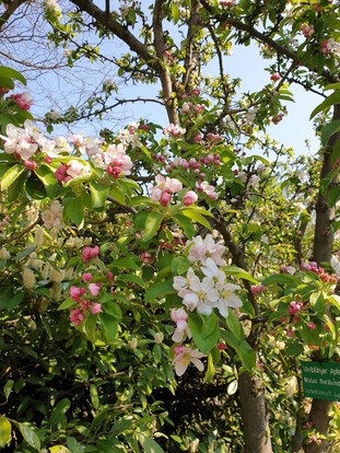 Blühender Apfelbaum mit weißen und rosa Blüten unter blauem Himmel.