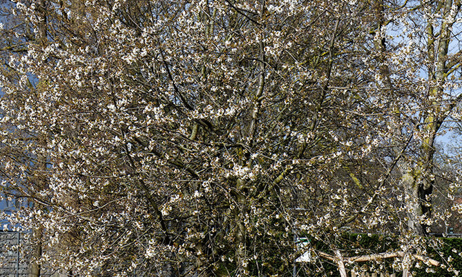 392 Vogelkirsche1-Prunus avium