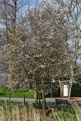 Blühender Baum im Park mit weißen Blüten, umgeben von grünem Gras und einer Sitzbank.