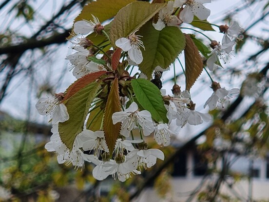 Blüten der Kirschblüte mit weißen Blüten und frischem grünem Laub an einem Baum.