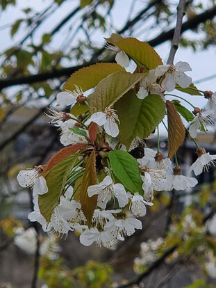 Blüten der Kirschblüte mit weißen Blüten und frischem grünem Laub an einem Baum.
