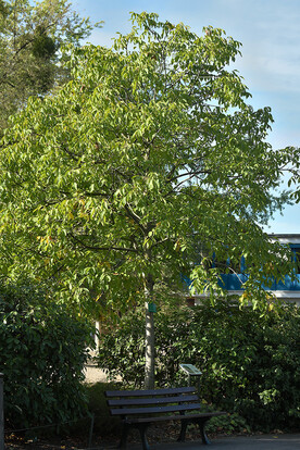 Baum mit grünen Blättern, mit einer Holzbank im Vordergrund.