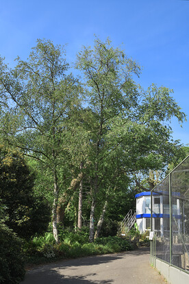 Helle Bäumen mit weißer Rinde an einem Weg und einem weiß-blauen kleinen Gebäude im Hintergrund unter blauem Himmel