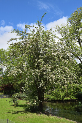Baum am Wasser mit grünem Laub und weißen Blüten  vor blauem Himmel mit weißen Wolken.
