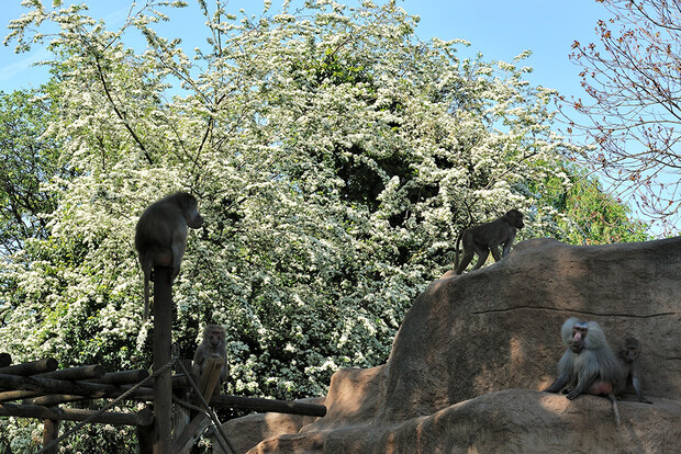 Affengruppe auf Felsen mit blühenden Bäumen im Hintergrund.