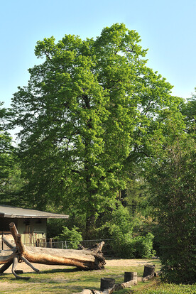 Großer, grüner Baum mit dichter Laubkrone in einer Landschaft mit Scheune im Hintergrund.