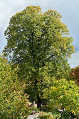 Großer Baum mit dichter hellgrüner Laubkrone in einer Landschaft mit Bäumen und Sträuchern.