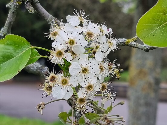 Weiße Blumen mit grünen Blättern an einem Baumzweig