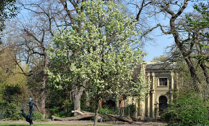 Zier-Birne Pyrus calleryana (4)