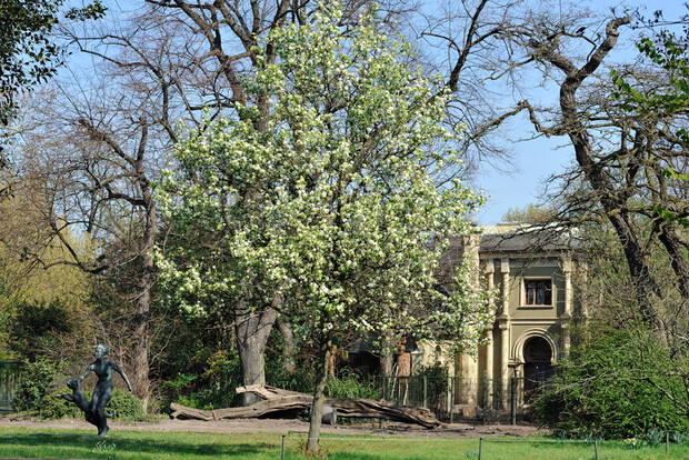 Blühender Baum vor einem historischen Gebäude mit grünem Garten und Bäumen im Hintergrund.