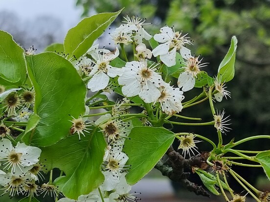 Weiße Blumen mit grünen Blättern an einem Baumzweig