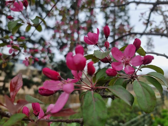 Blühende pinkfarbene Blumen mit grünen Blättern an einem Baum im Frühling.