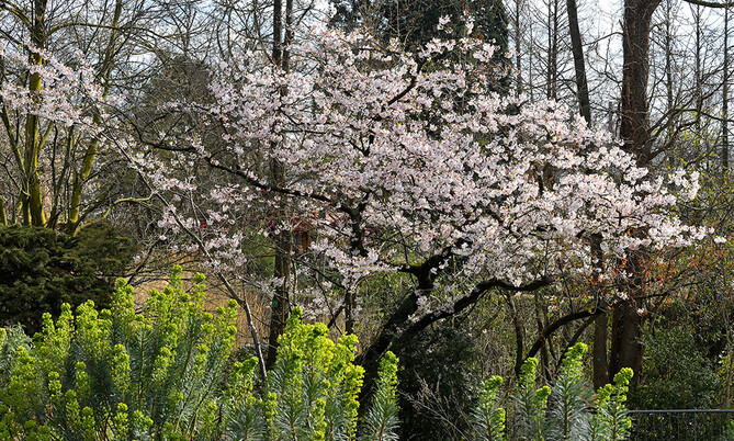 399 Zierkirsche-Prunus cerasifera