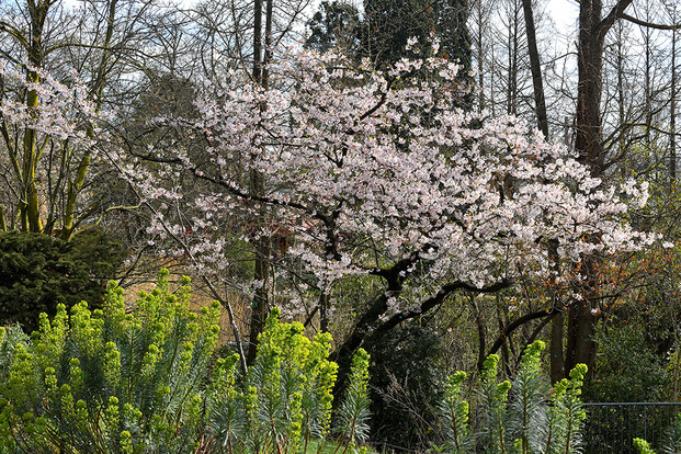 Blühender Kirschbaum mit rosa Blüten und grünem Pflanzenbewuchs im Vordergrund.