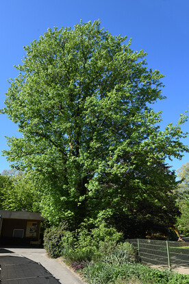 Grüner Baum mit üppigem Laub vor blauem Himmel an einem Weg mit hoher Bezäunung.