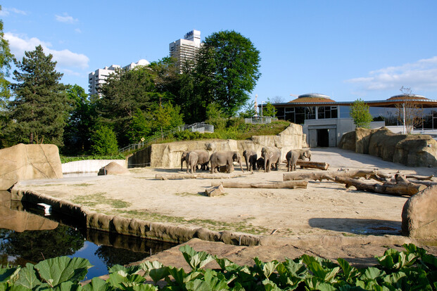 Asiatische Elefantenherde auf sandigem Gehege mit Baumstämmen und Wassergraben im Außengelände des Zoos, im Hintergrund moderne Gebäude und Bäume.