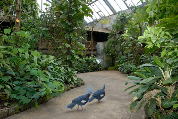 Tropische Pflanzenvielfalt mit zwei großen Vögeln auf dem Weg im Regenwaldhaus unter Glasdach.